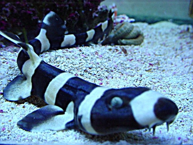 Banded Cat Shark - Violet Sea Fish and Coral