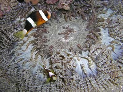 Sand Anemone - Violet Sea Fish and Coral
