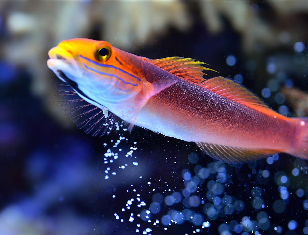 Bella Goby (Rare, available upon request) - Violet Sea Fish and Coral