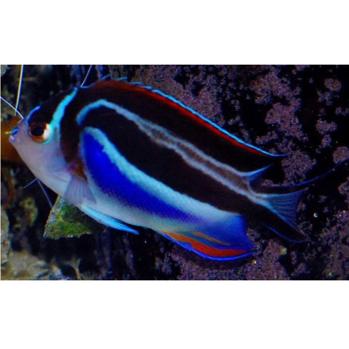 Bellus Angelfish - Violet Aquarium
