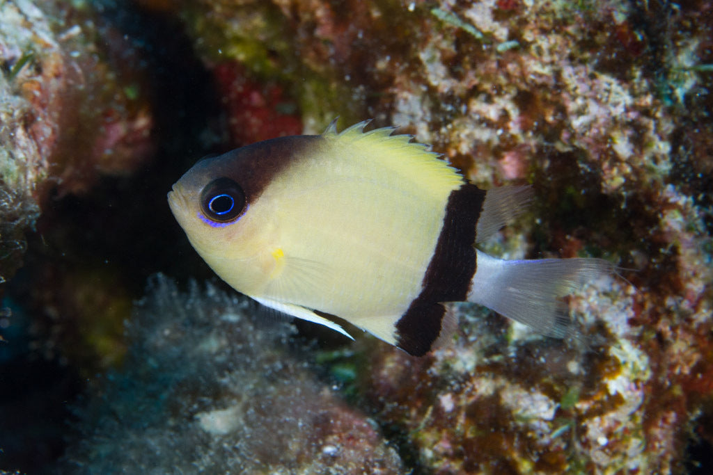 Blackbar Chromis - Violet Sea Fish and Coral