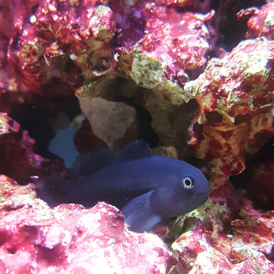 Black Clown Goby - Violet Sea Fish and Coral