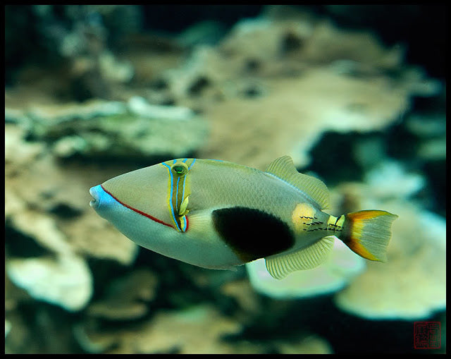 Bursa Triggerfish - Violet Sea Fish and Coral