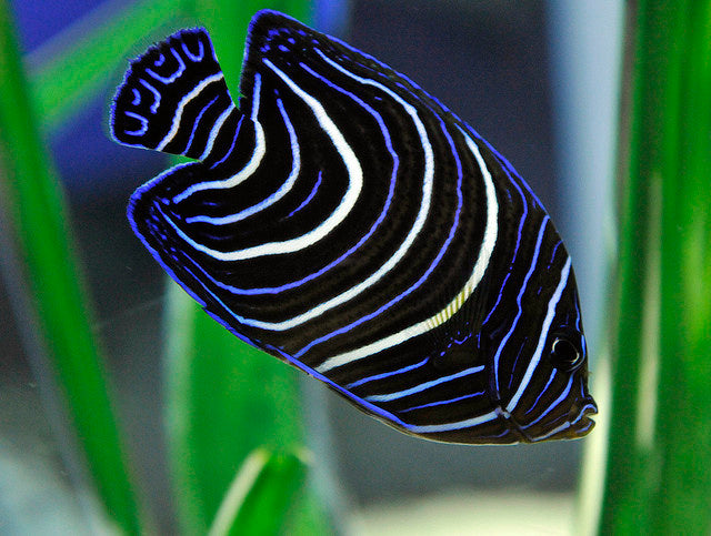 Koran Angelfish Juvenile - Violet Aquarium