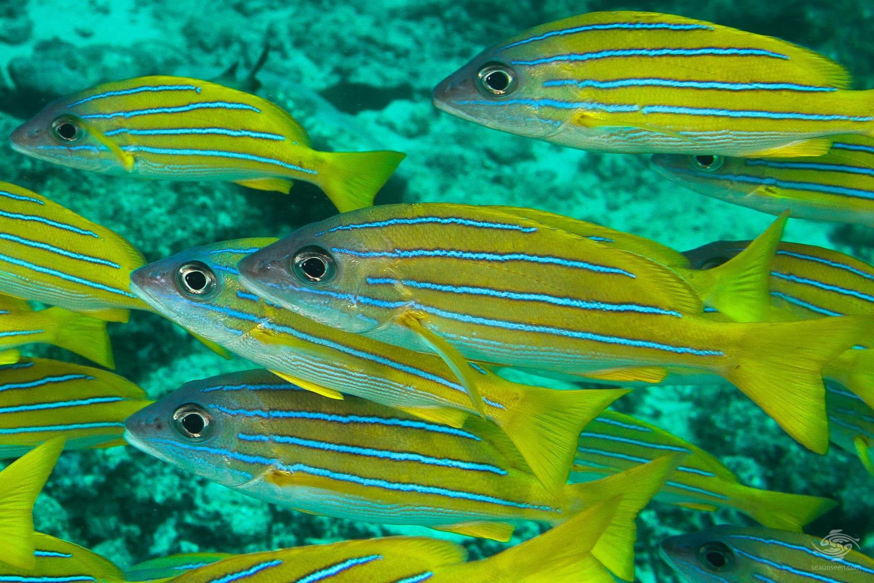 Blueline Snapper Size: S 2