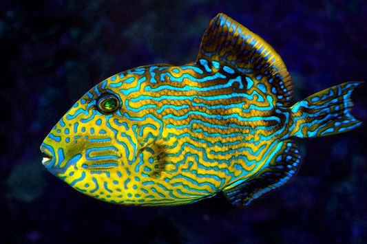 Blueline Triggerfish - Violet Aquarium