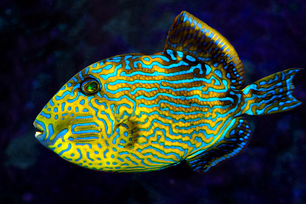 Blueline Triggerfish Size: Tiny 1