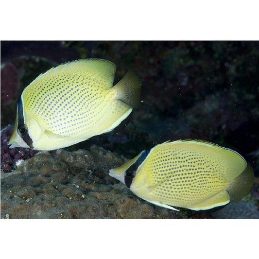Citron Butterflyfish - Violet Aquarium
