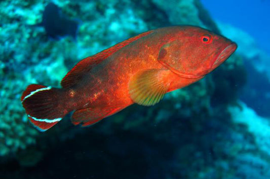 Red V-Tail Grouper - Violet Sea Fish and Coral