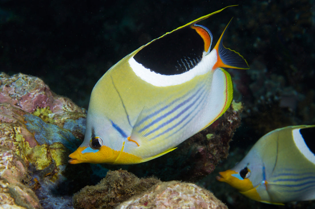 Saddleback Butterflyfish - Violet Sea Fish and Coral