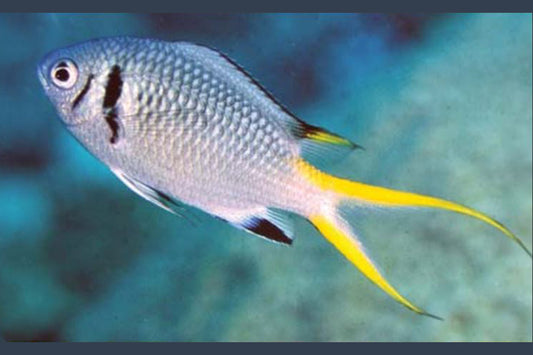 Double Bar Chromis Size: L 2.5" to 3"