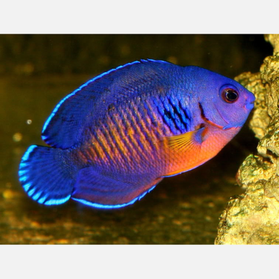 Coral Beauty Angelfish - Violet Aquarium