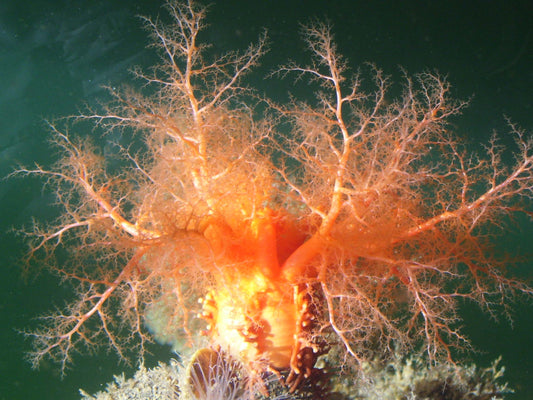 Orange Sea Cucumber - Violet Sea Fish and Coral