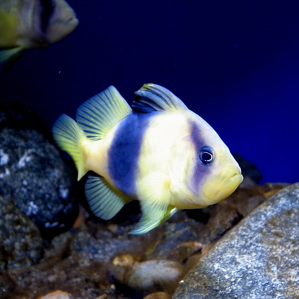 Barred Soapfish - Violet Sea Fish and Coral