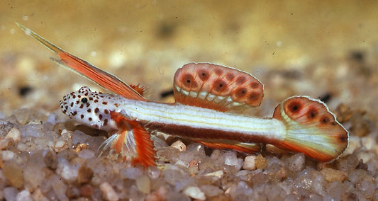 Griessingei Goby