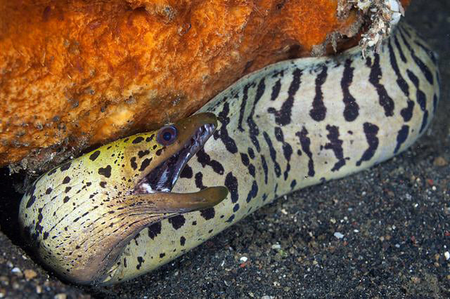 Fimbriated yellow Head White Moray Eel Size: S 6"- 8"