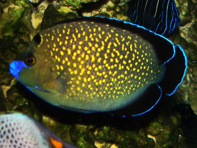 Goldflake Angelfish - Violet Aquarium