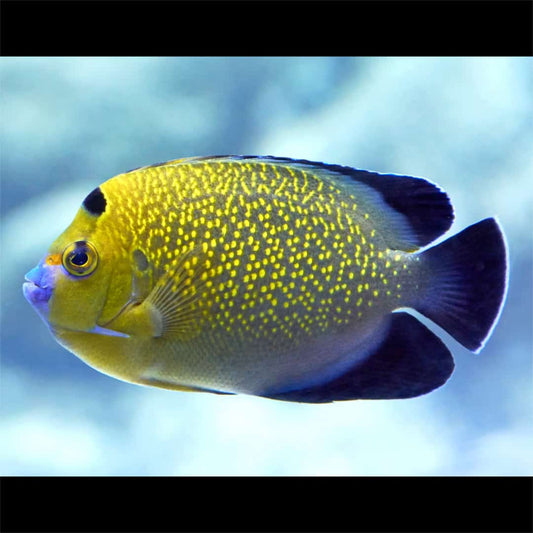 Goldflake Angelfish - Violet Aquarium