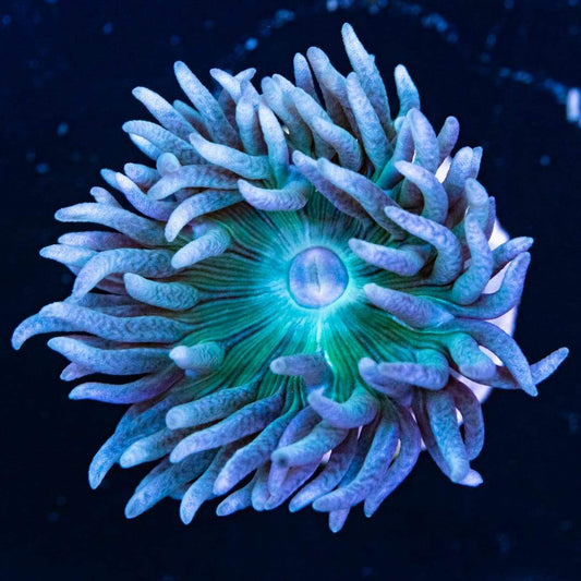 WWC Green Duncan Coral - Violet Sea Fish and Coral
