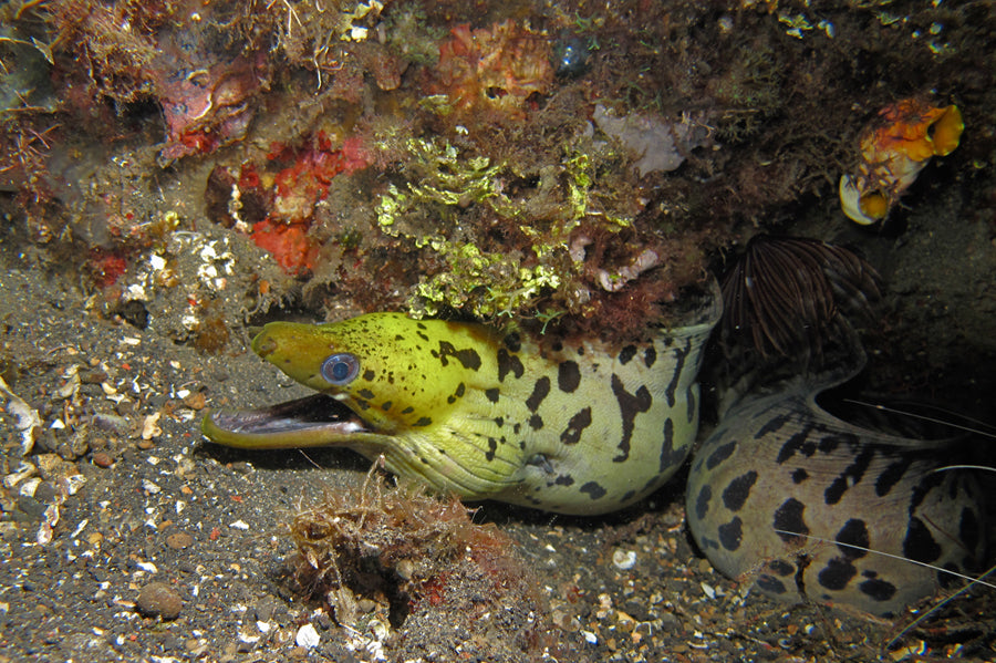 Fimbriated yellow Head White Moray Eel Size: S 6"- 8"