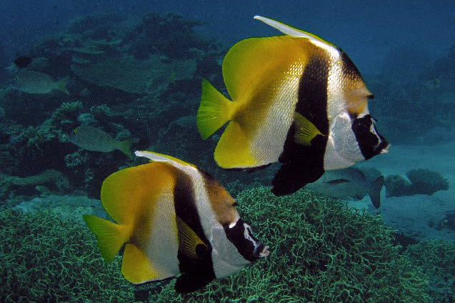 Masked Heniochus Butterflyfish - Violet Sea Fish and Coral