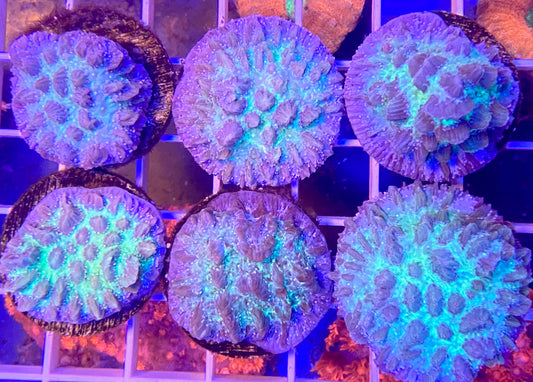 Purple Blast Hydnophora Size: M 0.75" to 1" Approx - Violet Aquarium 