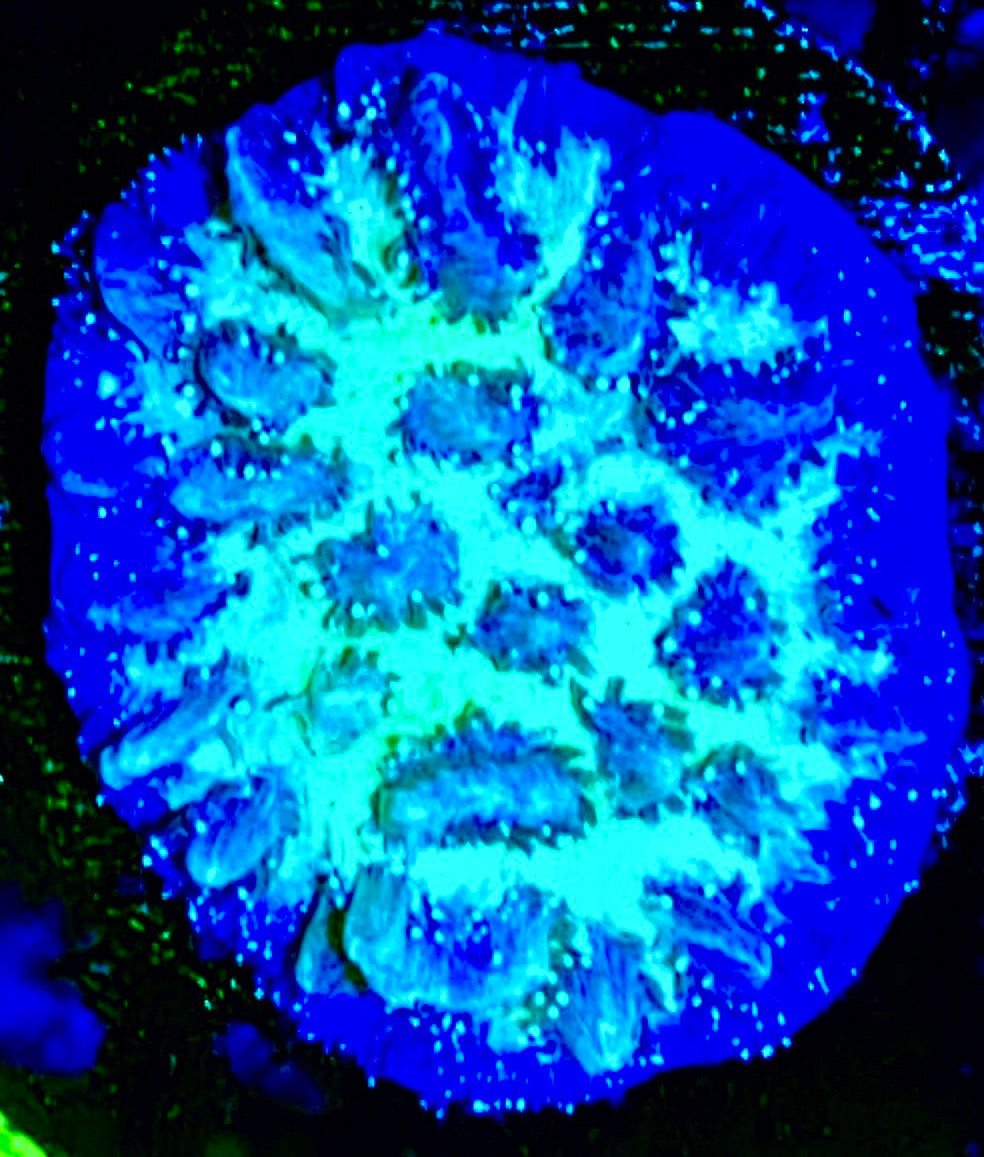 Purple Blast Hydnophora Size: M 0.75" to 1" Approx - Violet Aquarium 