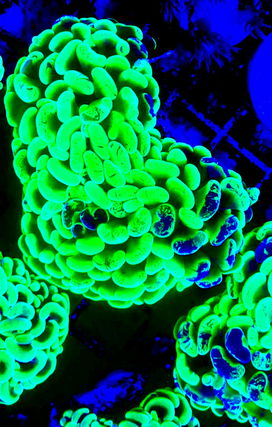 Metallic Green Splatter Hammer Coral