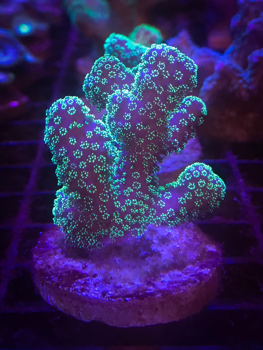 Stylophora Coral (Green) - Violet Sea Fish and Coral