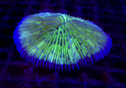 Fungia Coral (Green) - Violet Sea Fish and Coral