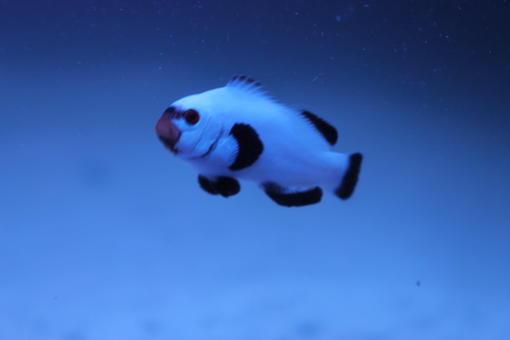 Platinum Clownfish - Violet Aquarium