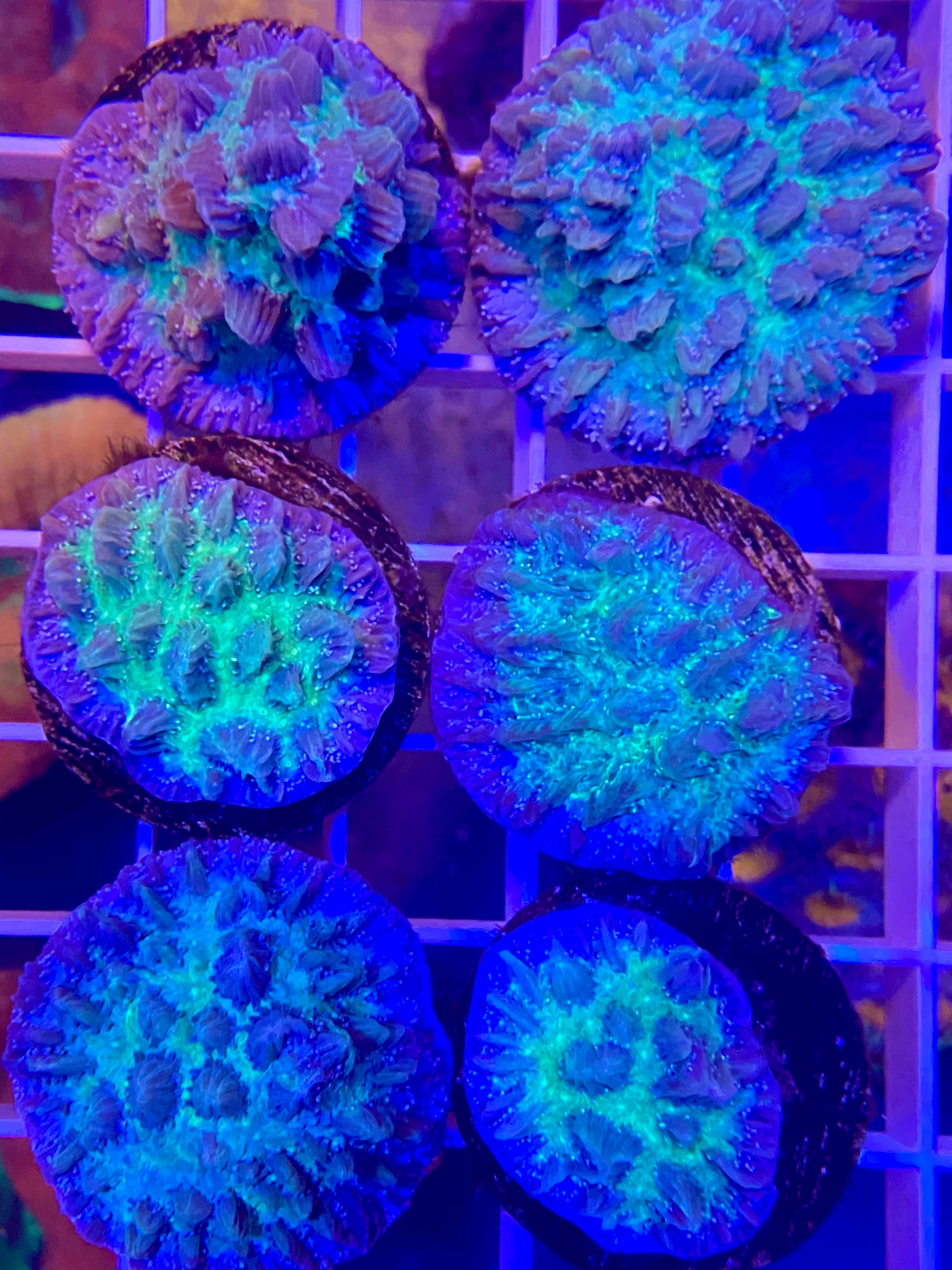 Purple Blast Hydnophora Size: M 0.75" to 1" Approx - Violet Aquarium 