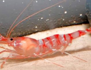 Kuekenthali Cleaner Shrimp