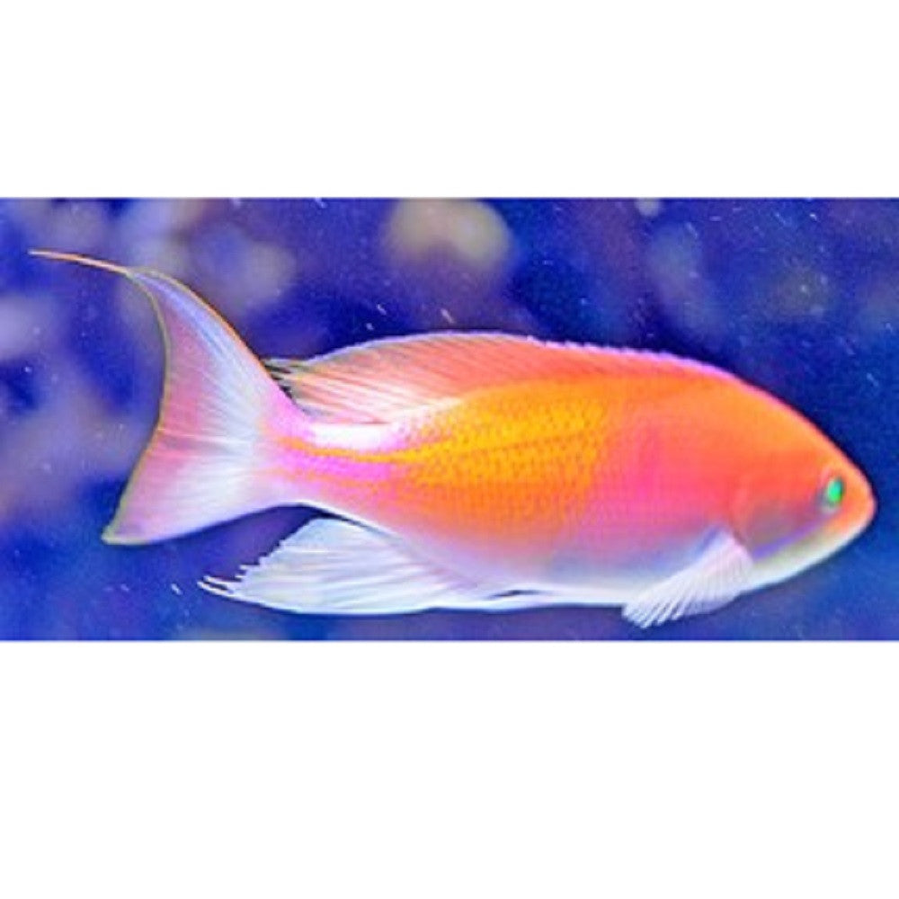 Red Fairy Anthias - Violet Aquarium