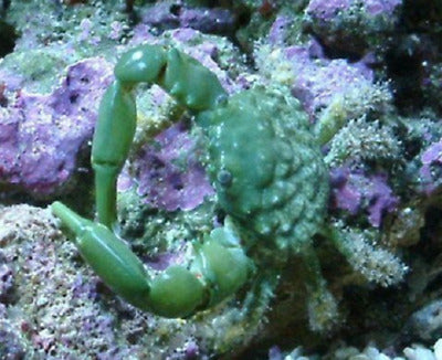 Emerald Crab - Violet Aquarium