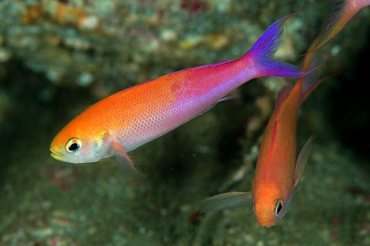 Slender Whitleyi Anthias - Violet Sea Fish and Coral