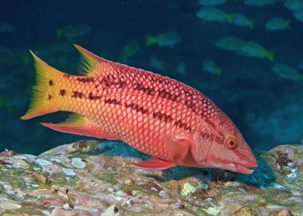 Mexican Hogfish (Costa Rica)