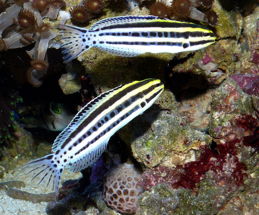 Grammistes Blenny - Violet Sea Fish and Coral