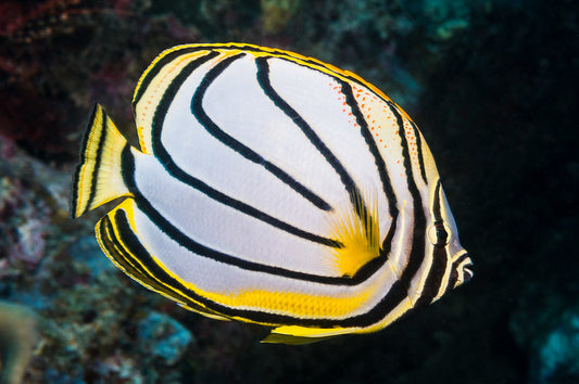 Meyer's Butterflyfish Size: S 1" to 2"