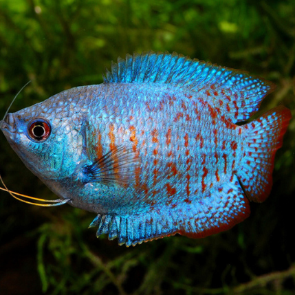 Neon Dwarf Gourami