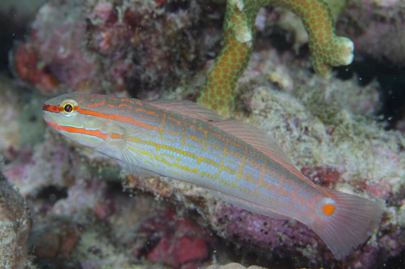 Orange Marked Goby