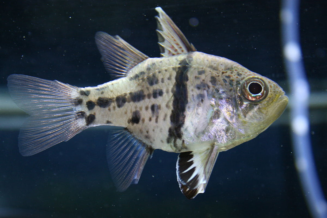 Cardinel Fish Cardinal Fish – Violet Aquarium