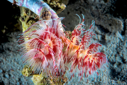 Coco Worm - Violet Sea Fish and Coral