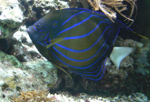Blue Ring Angelfish Adult - Violet Sea Fish and Coral