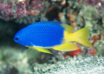 Yellow Belly Caerulean Damselfish