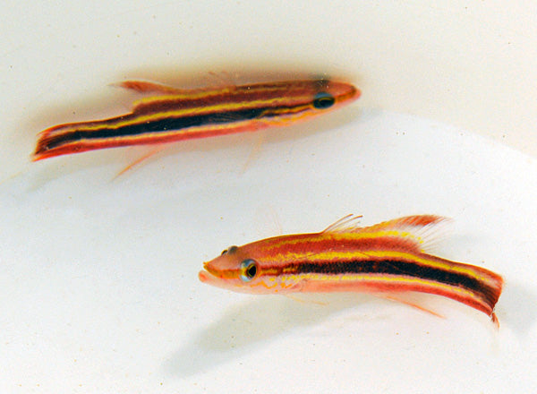 Rare Rainbow Basslet (Costa Rica)