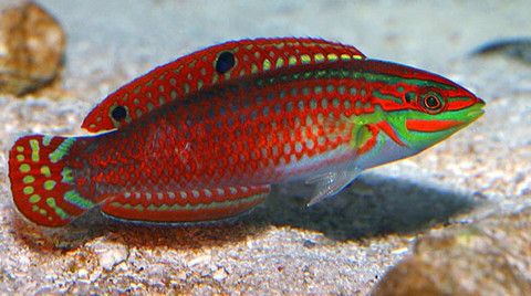 Red-Lined Wrasse - Violet Sea Fish and Coral