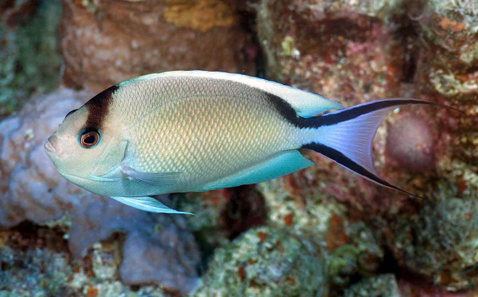 Red Sea Swallowtail Angelfish Female (Reefsafe)