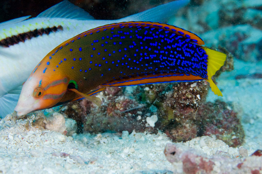 Clown Red Coris Wrasse - Violet Sea Fish and Coral
