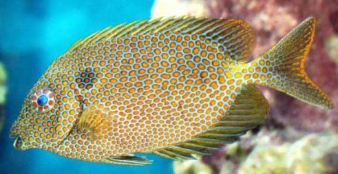 Orange Spotted Rabbitfish – Violet Aquarium